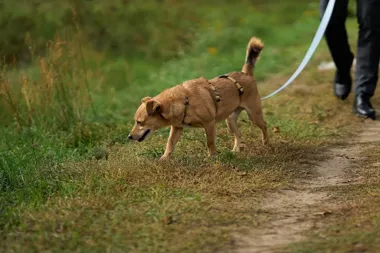Grafika promocyjna wydarzenia Przyjedź MZK do „Puszka Okruszka” na spacer z psiakiem